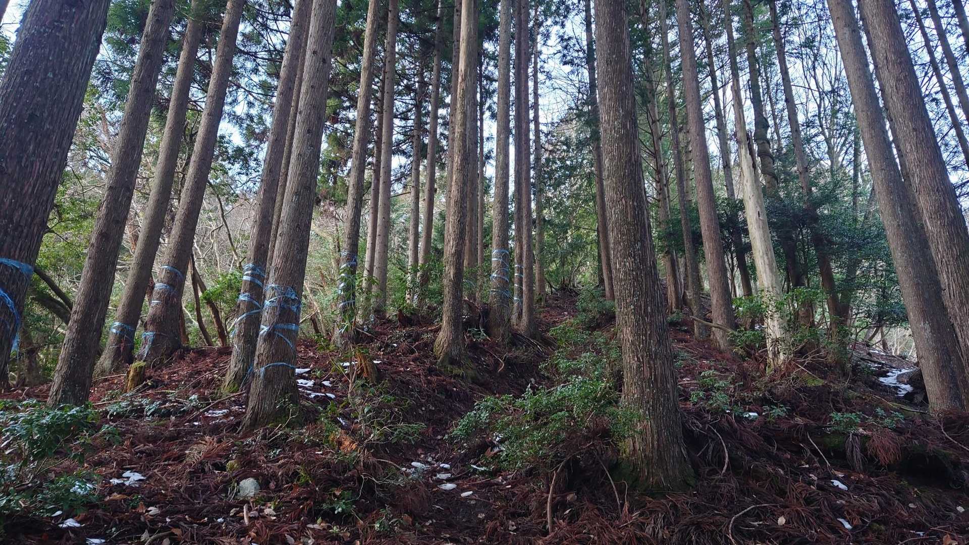 なかなかの急登
山蛭の時期はヤバいらしい