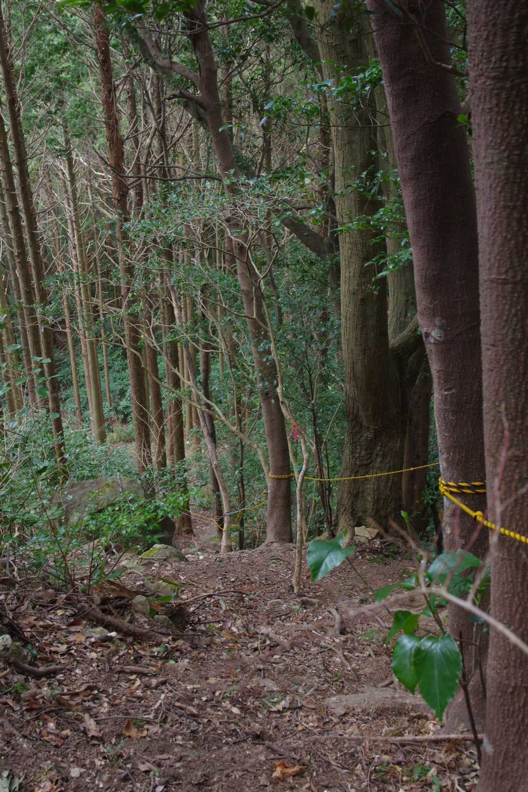 行仙岳-矢上経ヶ岳 縦走コースの写真