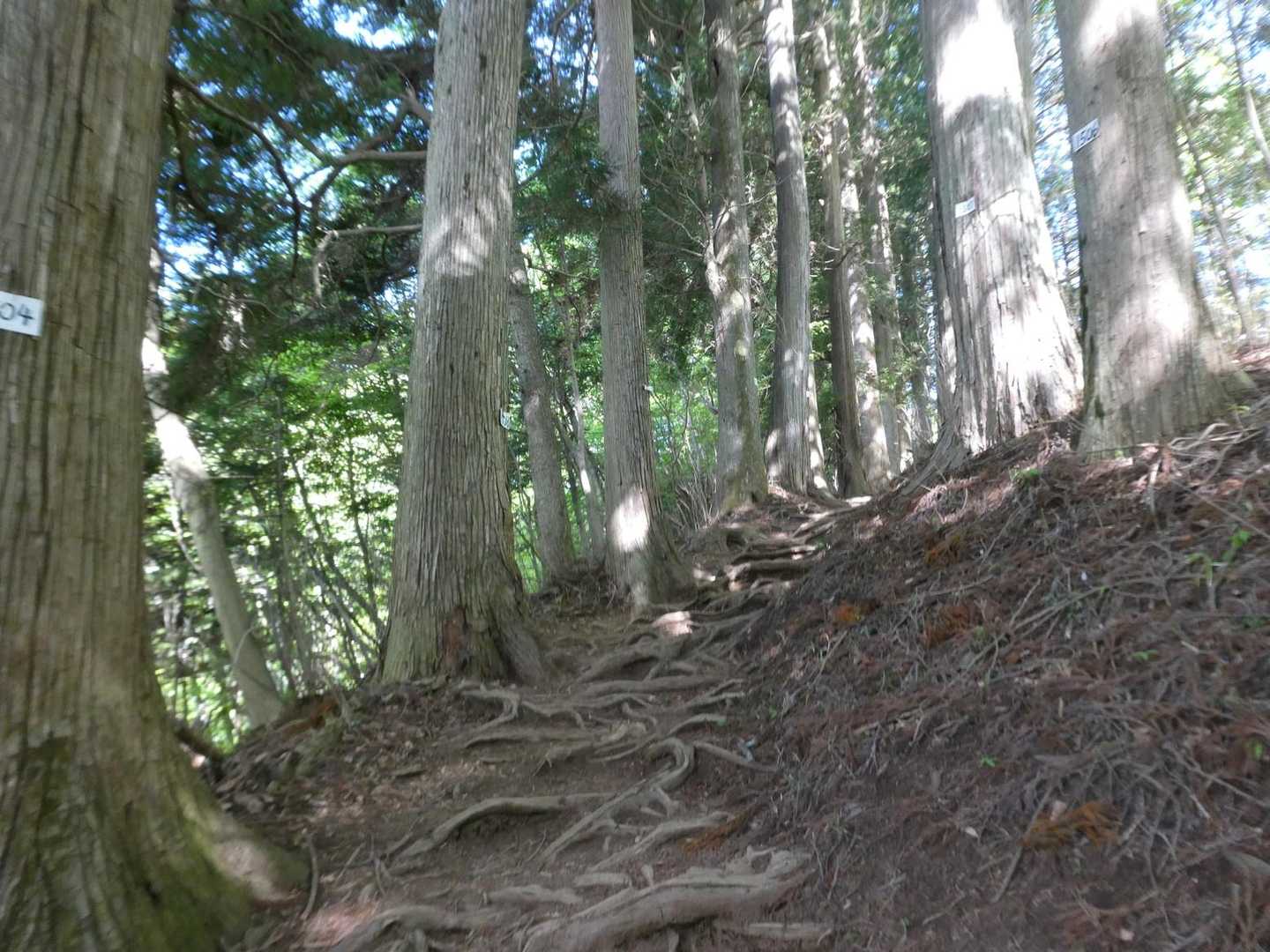 大岳鍾乳洞入口バス停-大名子ノ頭-高岩山-上高岩山-御岳山 縦走コースの写真