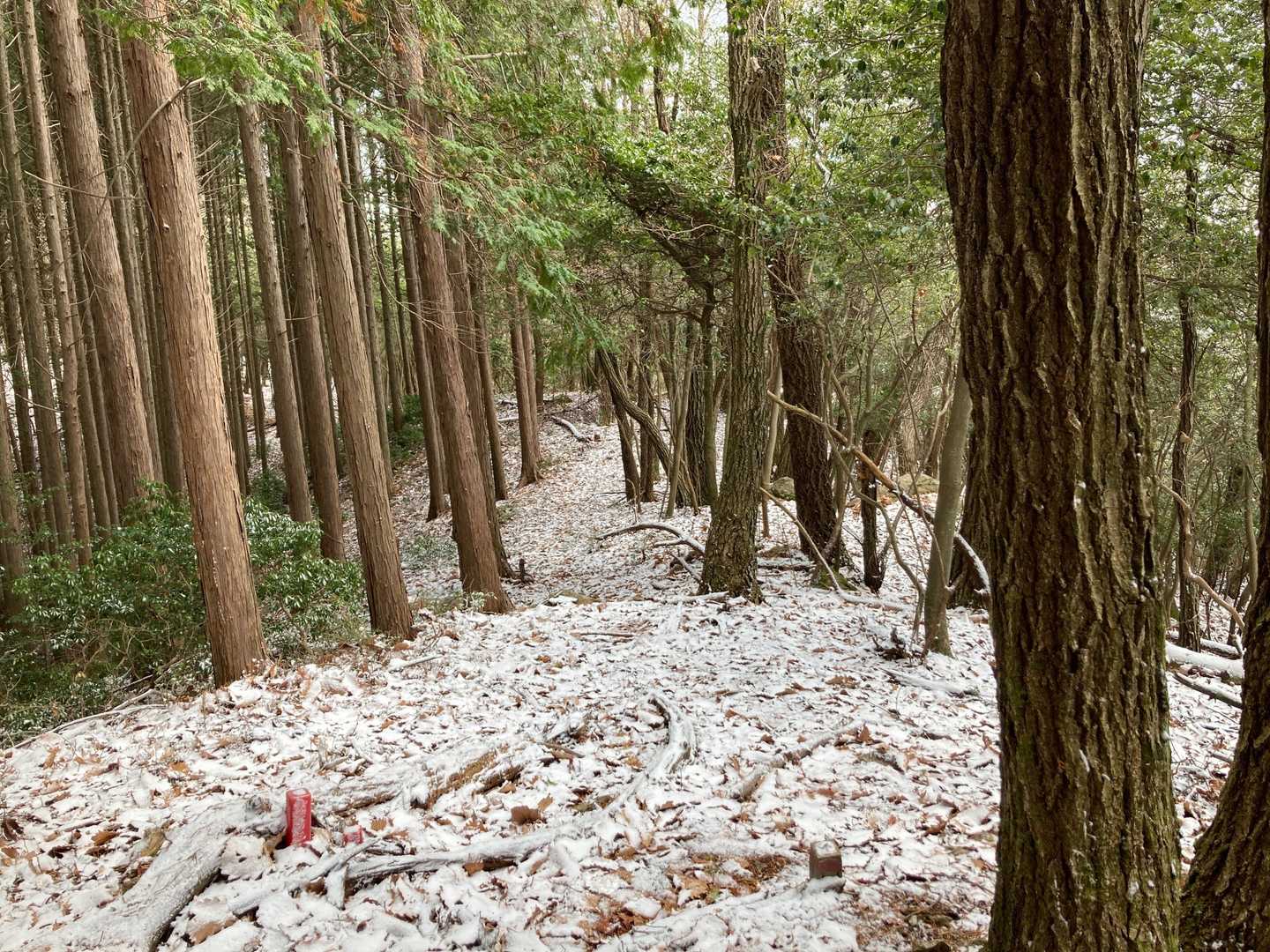 山頂付近に到着♪
落ち葉の上に雪が
薄っすら積もっていました。

ここからは眺望はありません。
後で知りましたが
もう少し進むと眺望ポイントが
あるそうです。