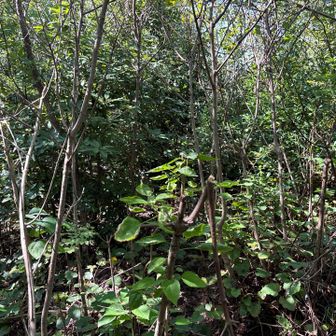 ここが山頂かな？