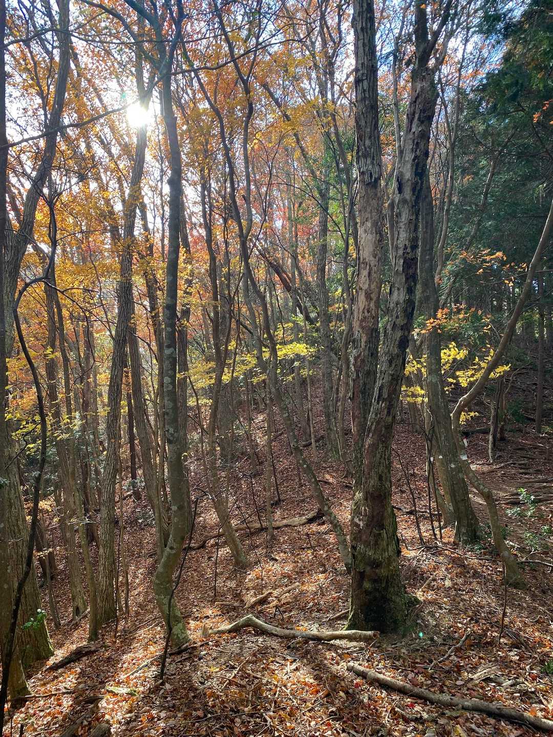 竜頭山 往復コースの写真