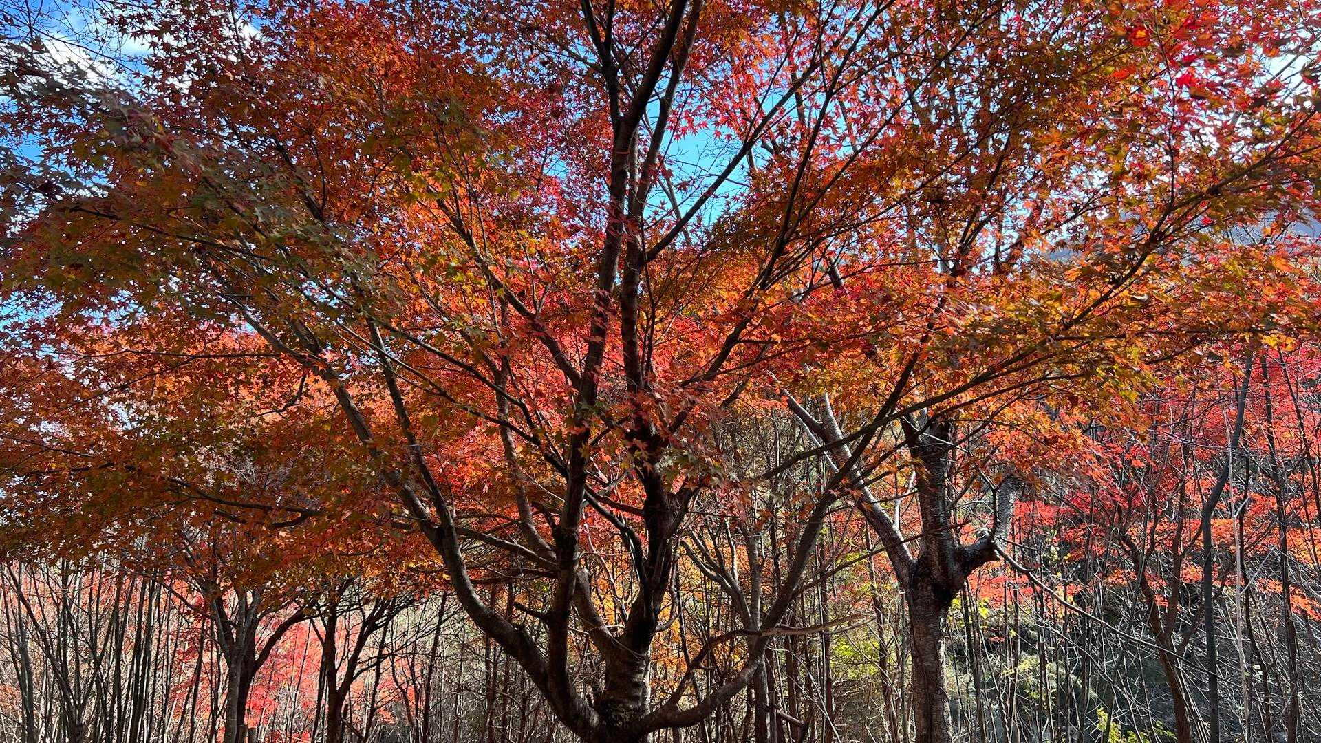 朝明登山口-ハライド-根の平峠-中峠-金山-羽鳥峰 周回コースの写真