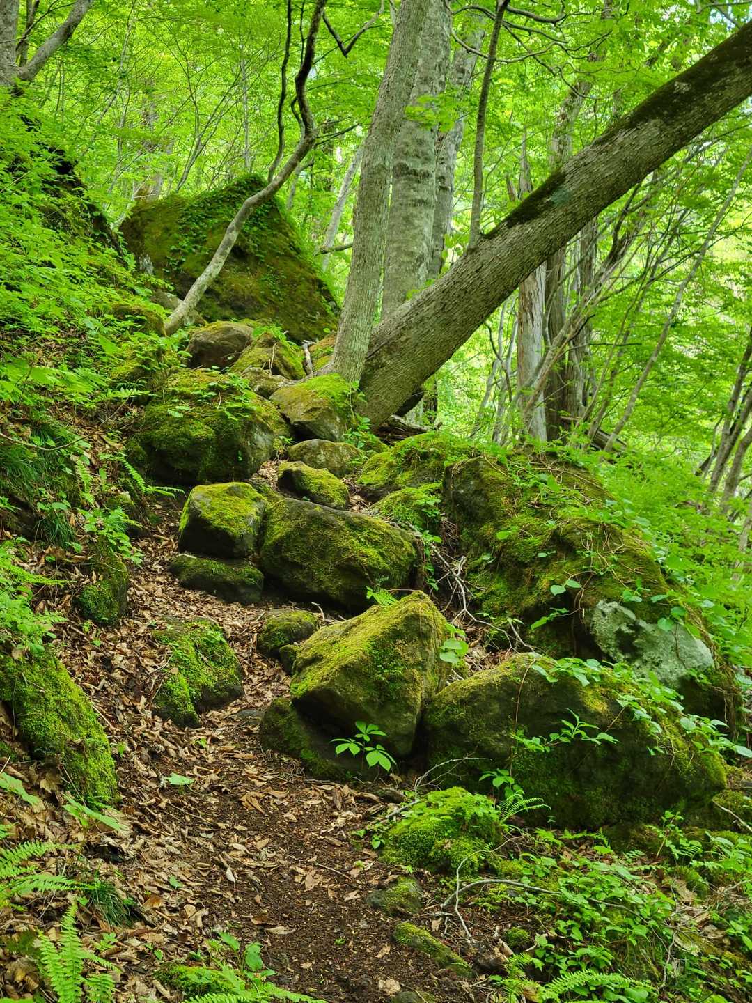 大倉山 周回コースの写真