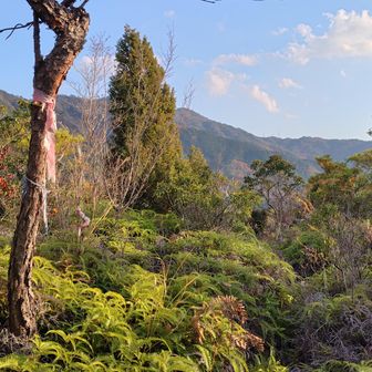 松尾山　標高：268m

ここが山頂かな、山頂っぽい。
でもYAMAPの地図では別の場所に山頂表示。