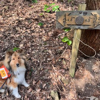 国東と言ったらこの看板でしょ💁🏻‍♀️
言わなくてもキマってる🐶
