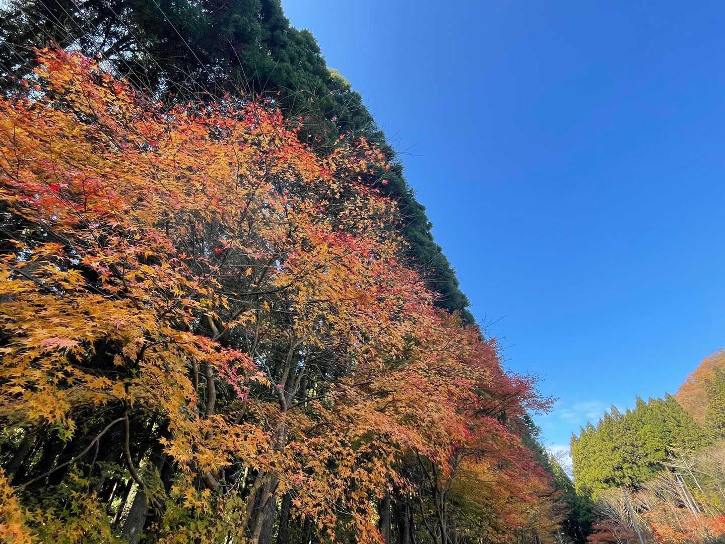 🍁綺麗😃