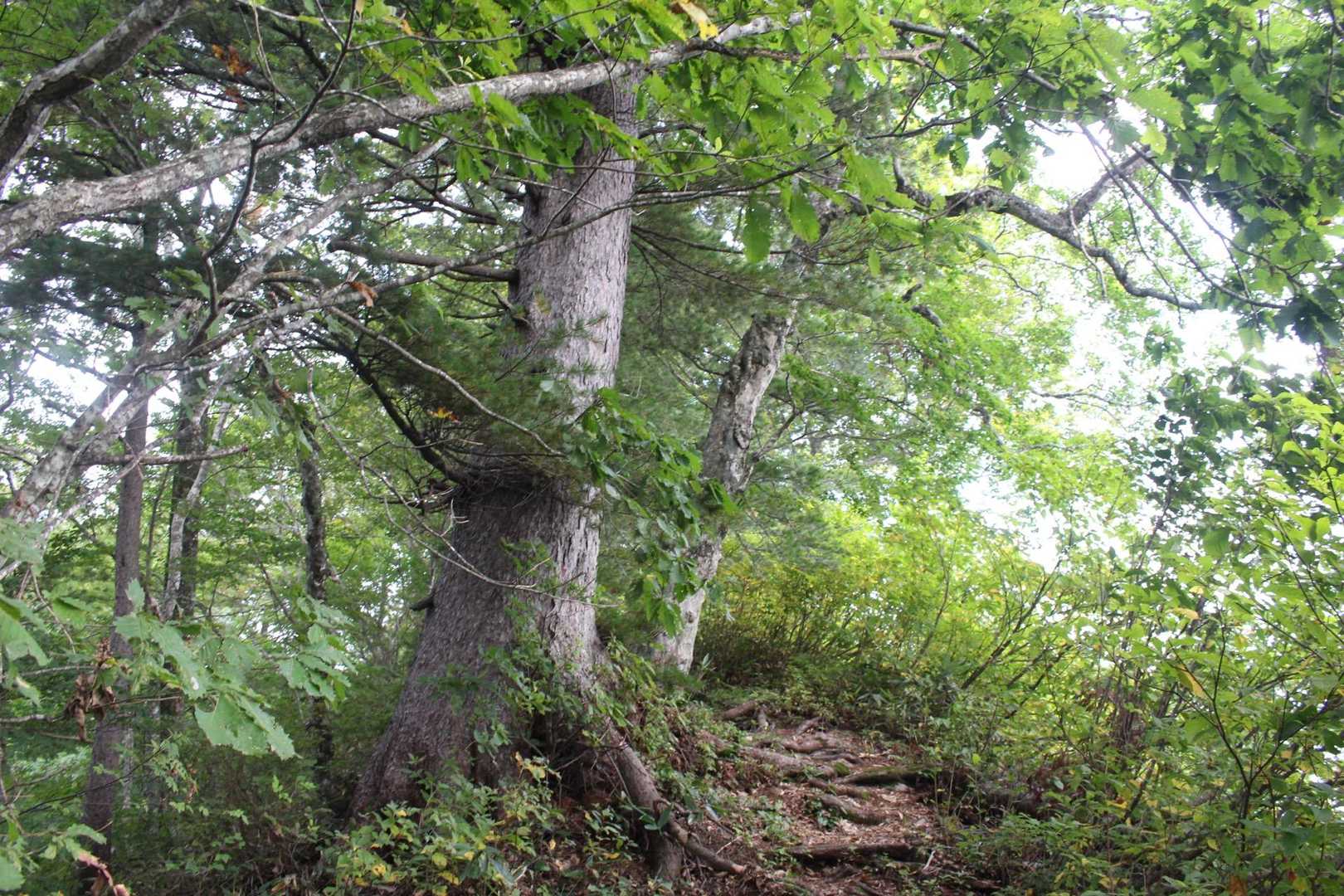 大朝日岳-小朝日岳-鳥原山 周回コースの写真