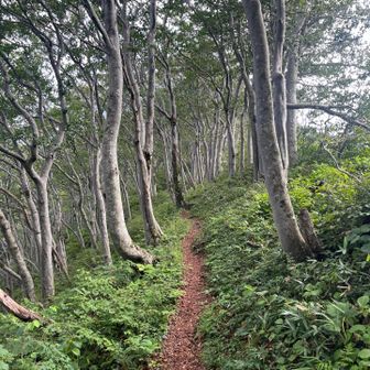 降るにつれて山の雰囲気が変わってきました。