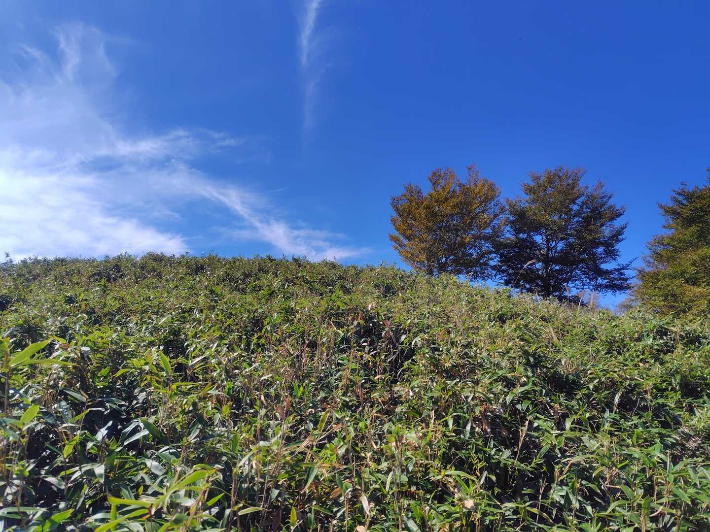 矢筈峠-綱附森 往復コースの写真