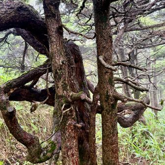 コメツガの古木群