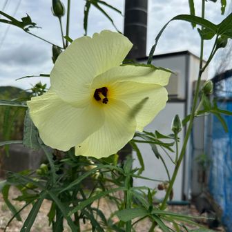 トロロアオイ(花オクラ)
食べられるらしい