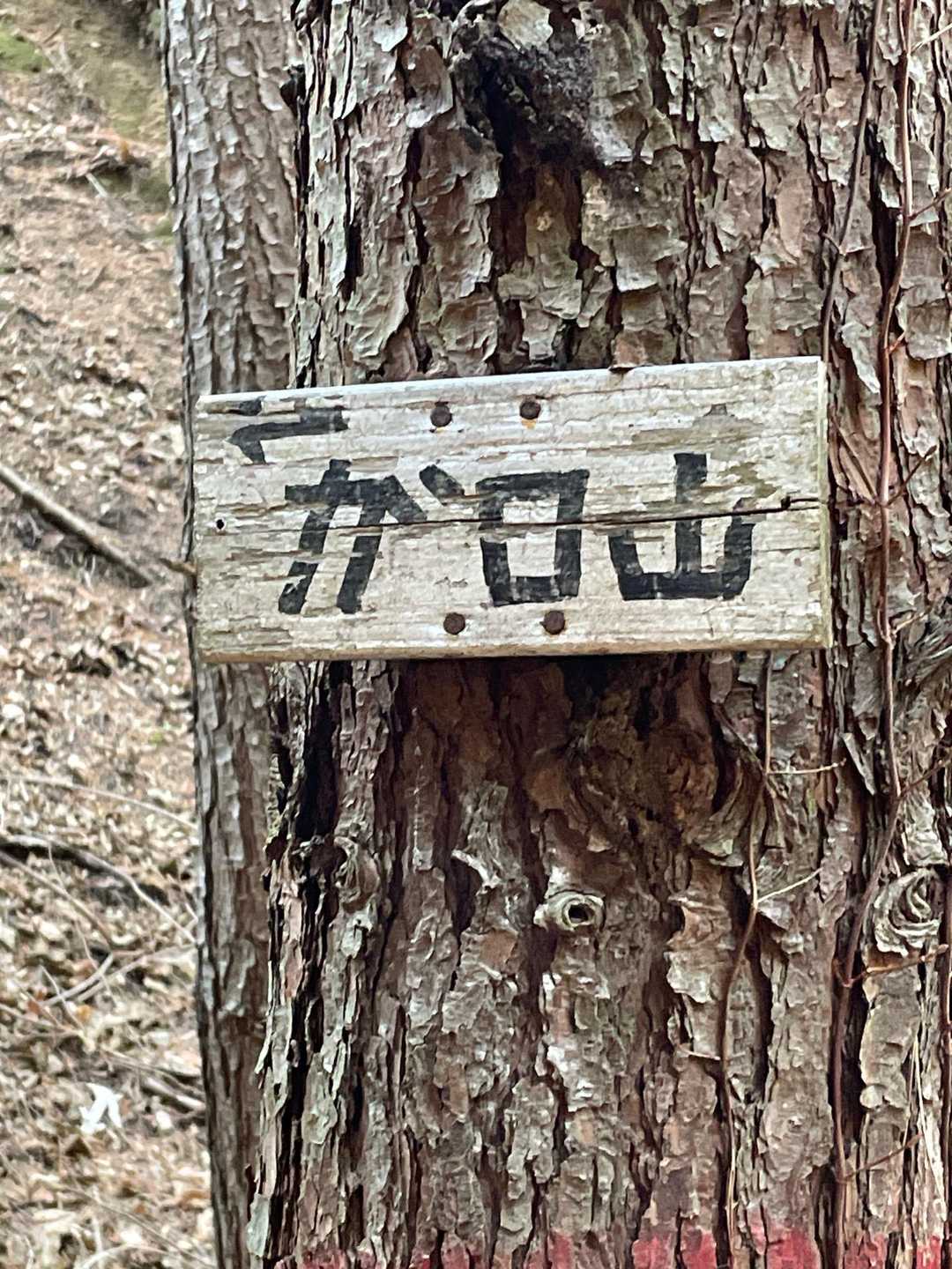 こんな感じで道標があり迷うことはありません
やっと山道らしくなってきました