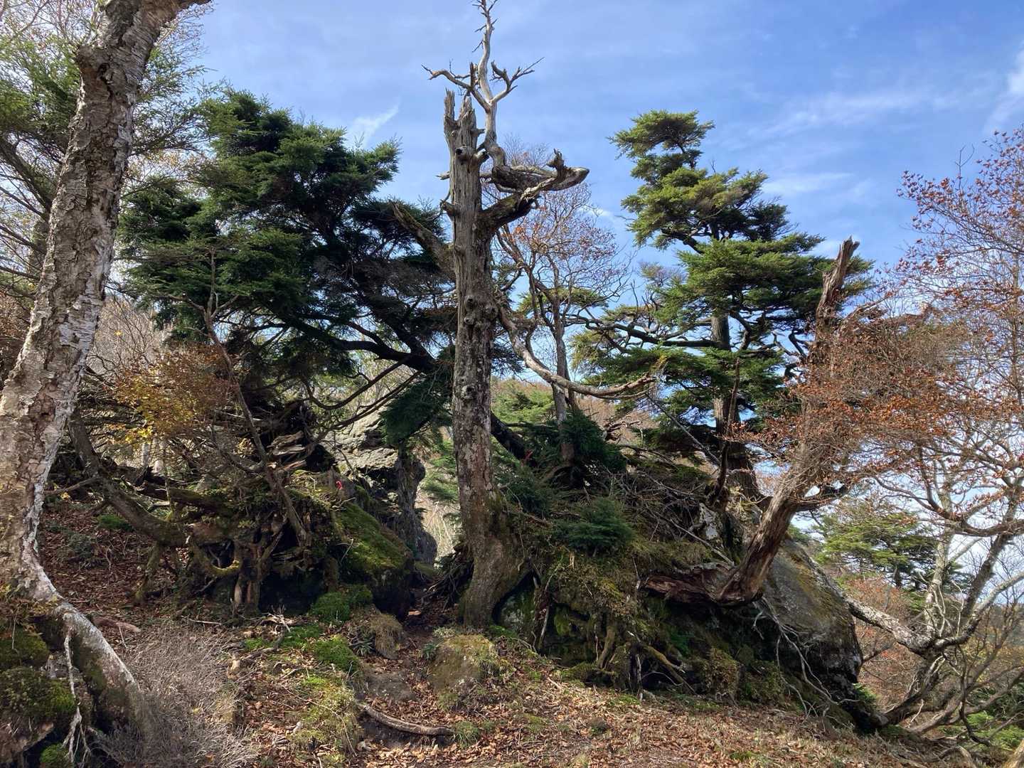 山の中の盆栽か？