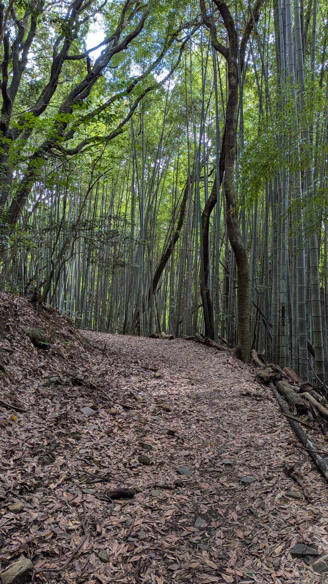 砂防ダム過ぎたら“竹林”が…
せせらぎから葉擦れ音にチェンジ