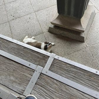 ネッコさん寄って来てくれました🐈