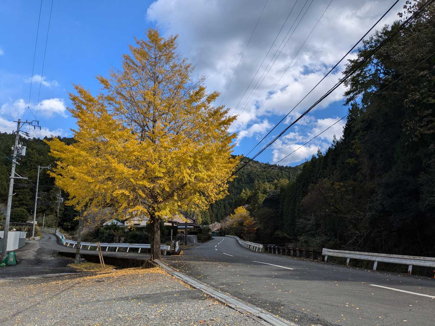 巨大な銀杏の木