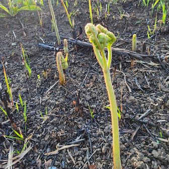 山菜うどんの具
※採取はしてません