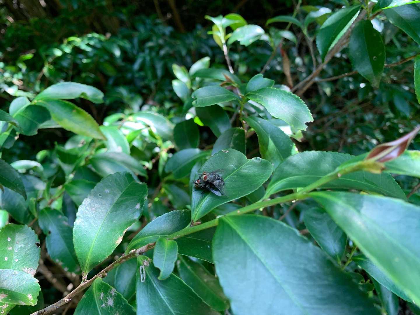 ハエの交尾、初めて見た♫