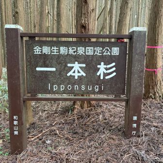 一本杉