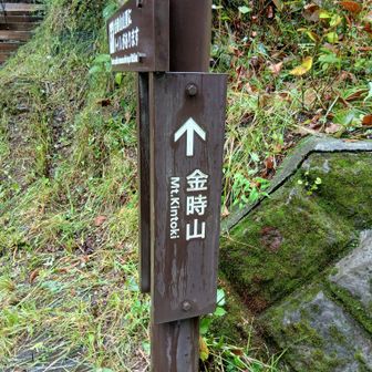 今日はゆっくり山歩き