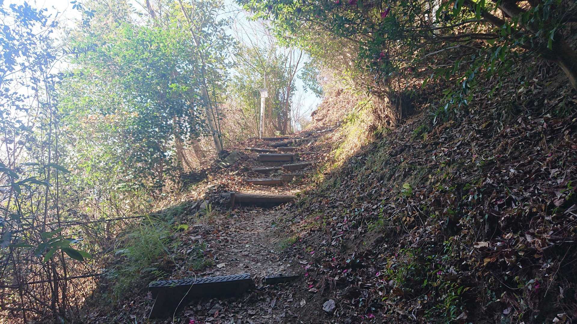 こんな登山道です。