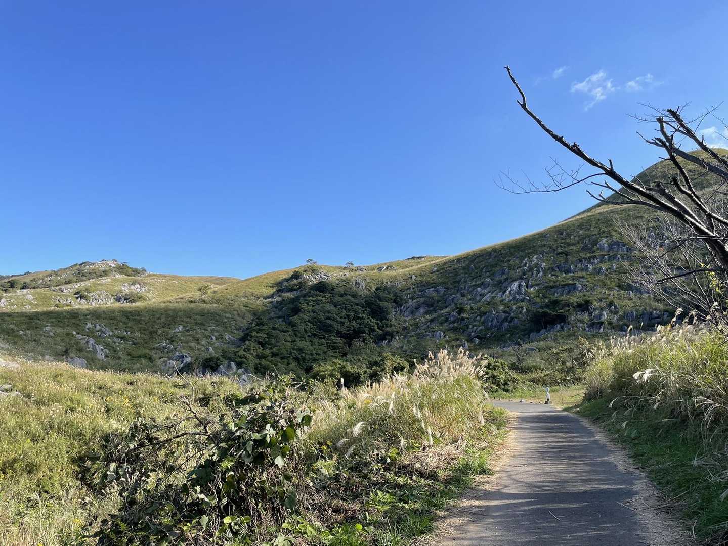 最高の平尾台⛰日和です☀️