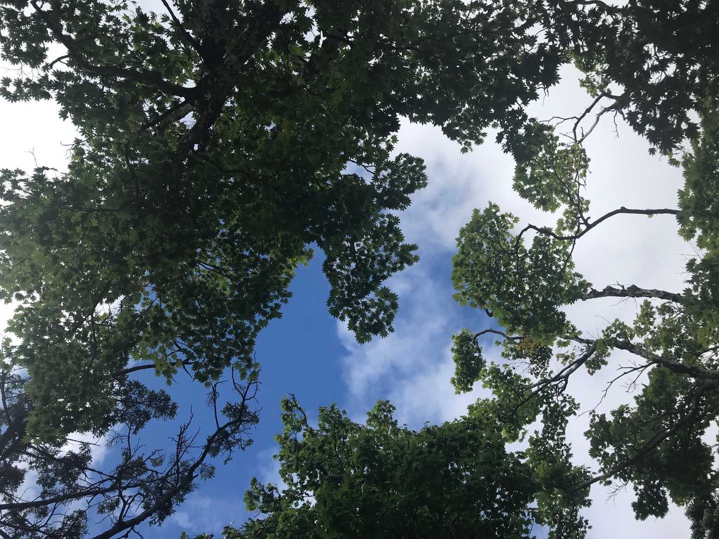 ふと上を見上げると　青空と緑がとても綺麗でした