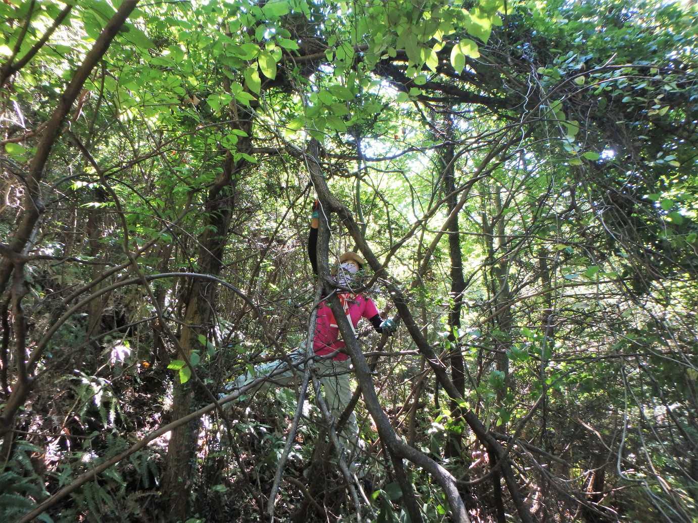 登山道を塞ぐ倒木もエンヤコラ