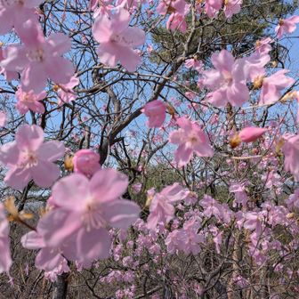 ツツジ山のシンボル