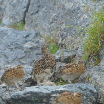 テント場付近
雷鳥の親子がいました！