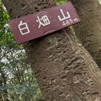 コース中のピーク⛰️