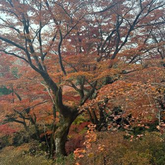 完全に終わりかけの紅葉。もう仲間はスキーやっていますんでそりゃそうです。
