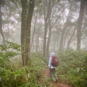 霧雨のブナ林を下山・撤退