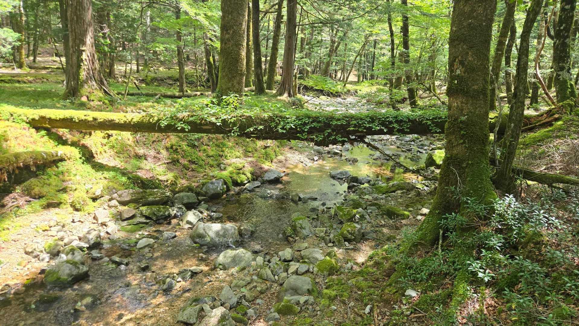 倒木も苔むしていて💚