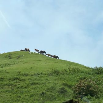 自由放牧の御崎馬の姿を見られるこの場所は、、
やはり、とても貴重で魅力的✨️