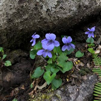 ひらた・ふりすとふぉーる
