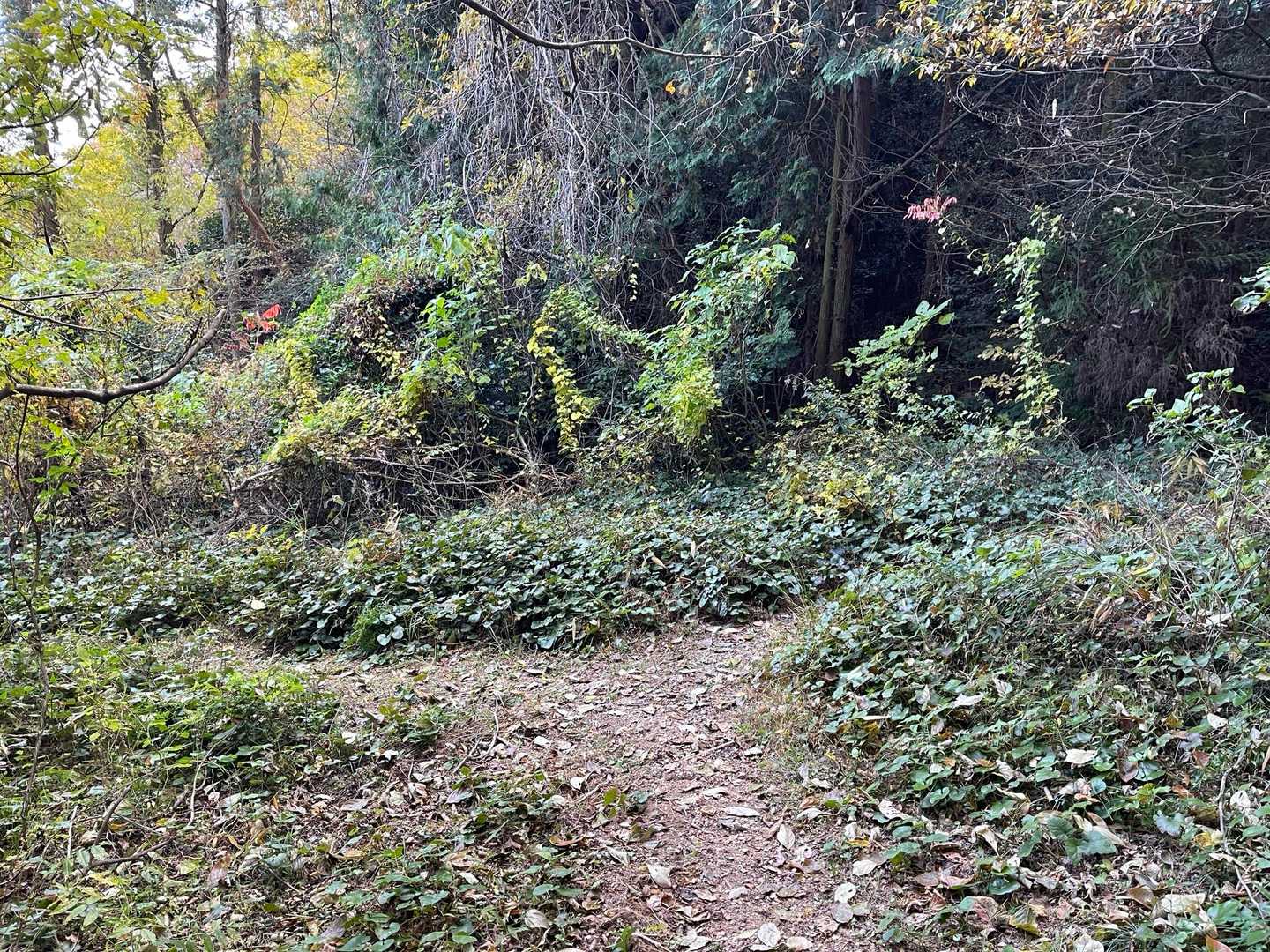 どんぐり山を後にして
この分岐を右へ➡️