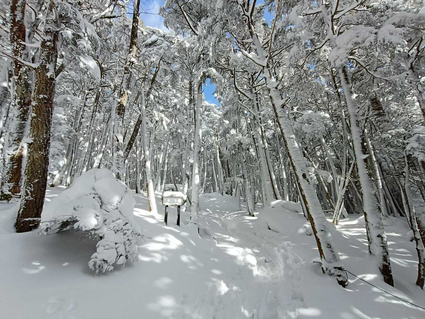 渋の湯バス停-渋ノ湯登山口-中山峠-ニュウ 周回コースの写真