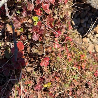 お花畑経由して