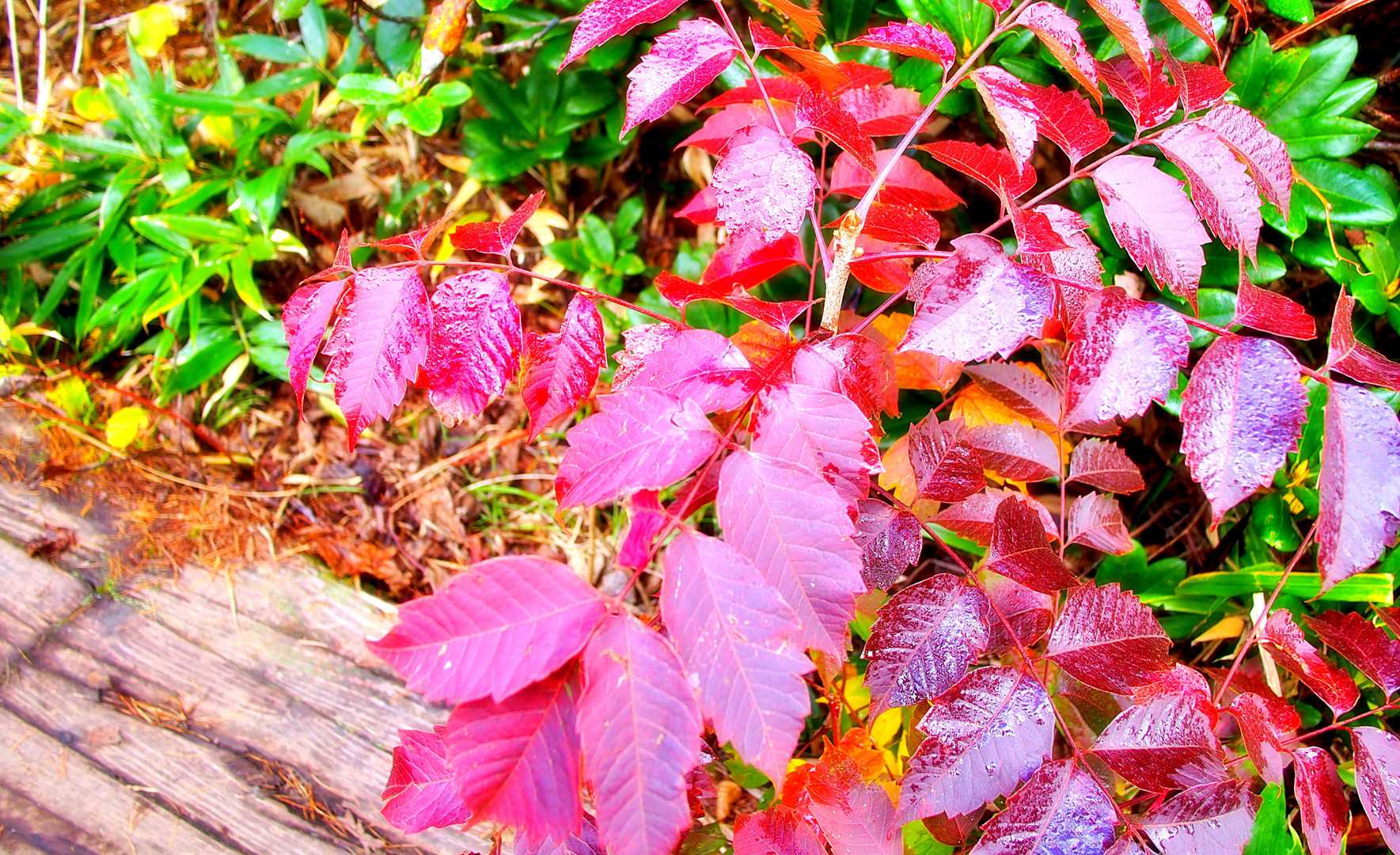ここからは・・
「紅葉ロード🍂」のはじまりですよ～✨✨
