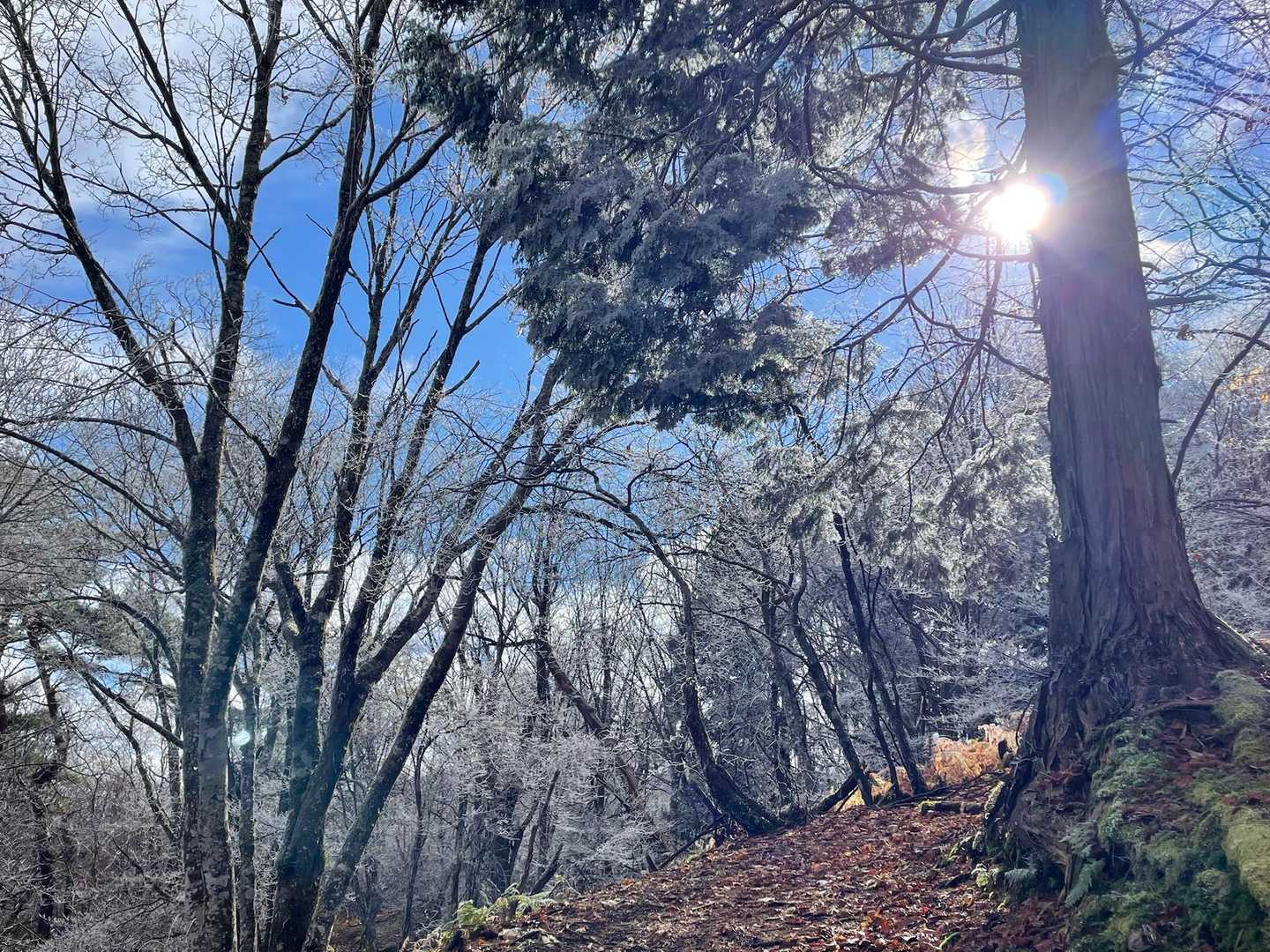 晴れ☀️てて、白銀が映えて綺麗🤩です