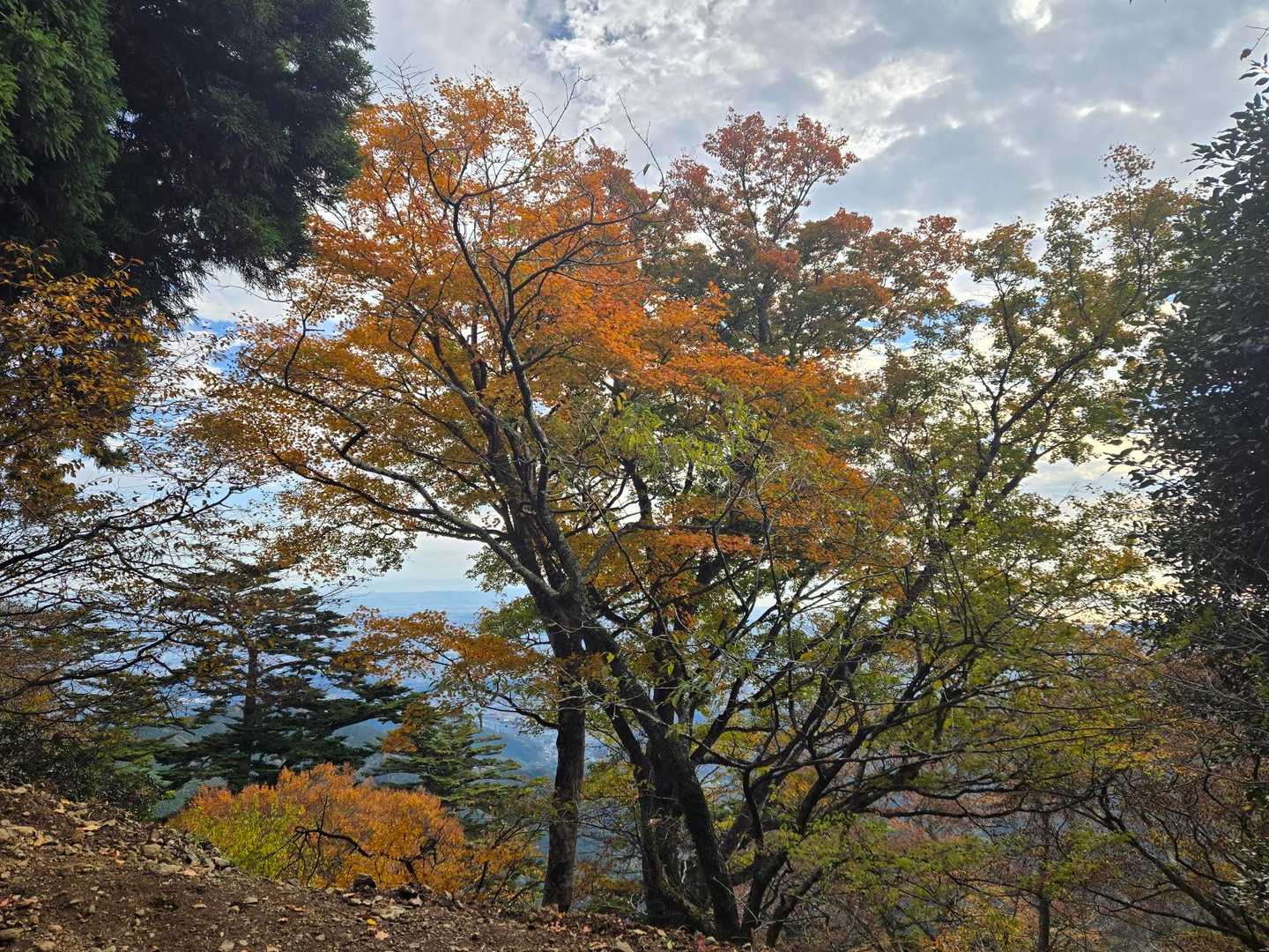 阿夫利神社下社-大山 往復コースの写真