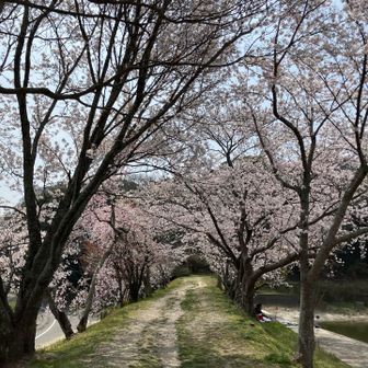 日本人の桜への想いをしみじみ思いながら
今日の山歩きは終了です。
やっぱりまだ早かったかな？
花粉の症状ヤッバ🤧🤧🤧