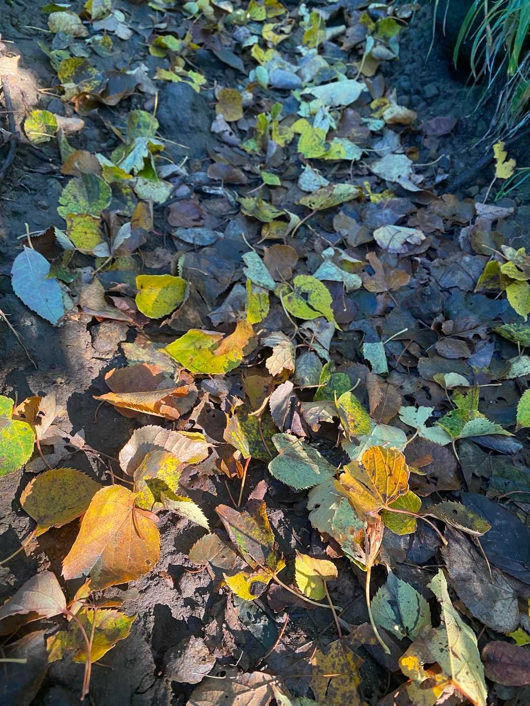 🍂