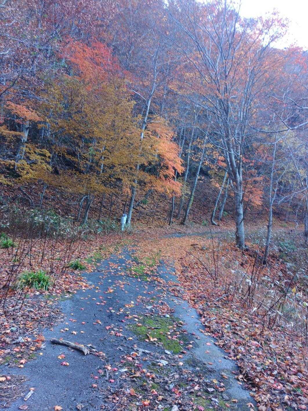 道南は紅葉真っ只中🍁