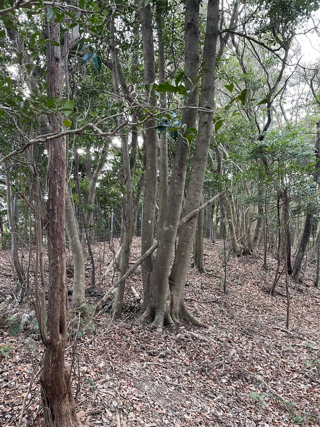 森の中は明るい