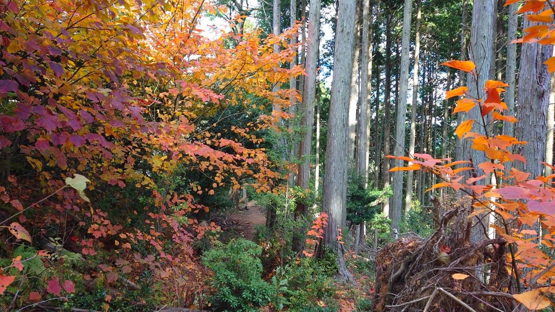 石子詰登山口-天上ヶ岳-三国峠-箕面山 往復コースの写真
