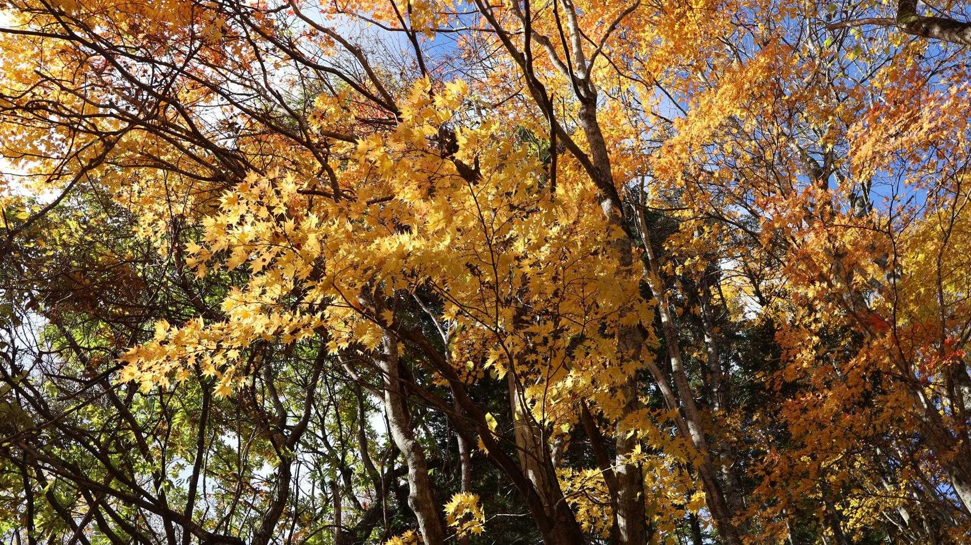 さっそく紅葉が🍁
今年は俄かウォッチャーなので
綺麗〜、で終わりますが
来年は何の葉か少しはわかるようになりたいな