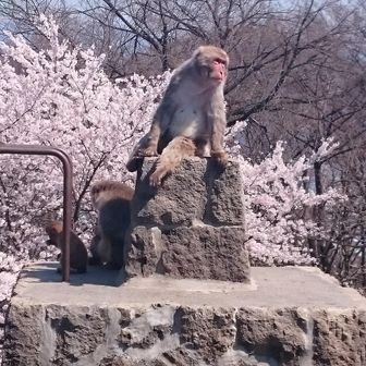 おさる